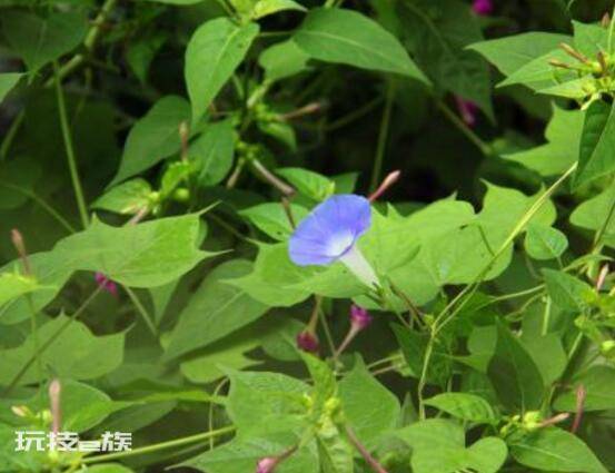 牵牛花是什么季节开的(花期盛开在每年6-10月)-图片2